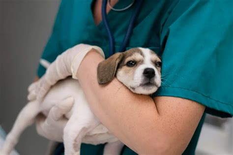 Tipos de Vermes de Cachorro: Conheça e Proteja Seu Pet
