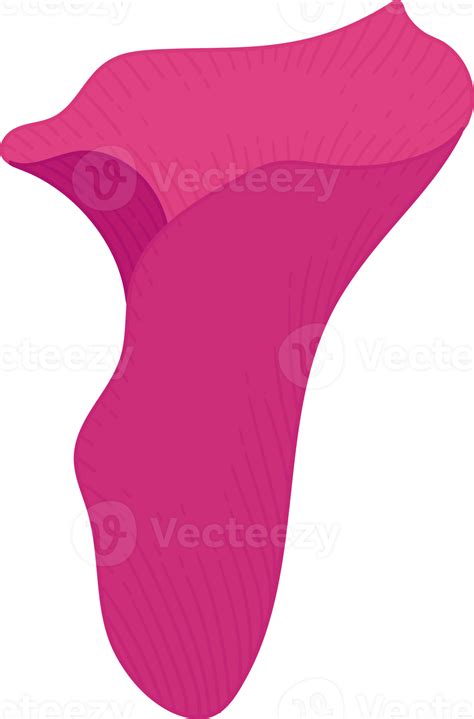 calla lily flower meaning 7