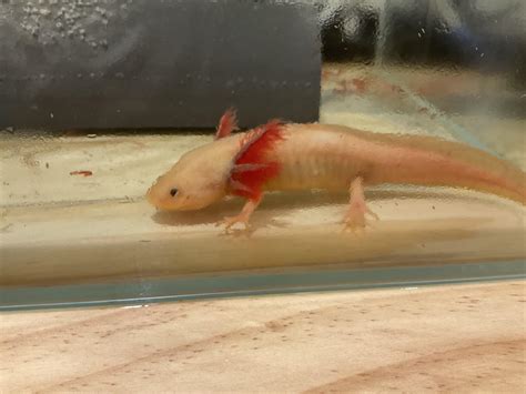 Does my axolotl have fungus? : r/axolotl