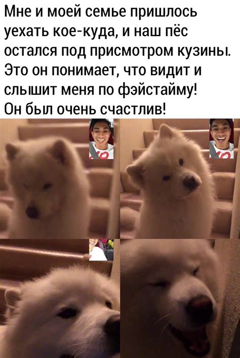 Очень соскучился | Пикабу