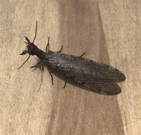 Large winged insect, about 5 inches long, Midwest USA. : r/whatsthisbug