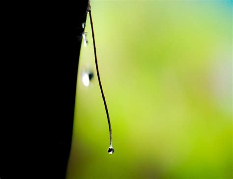 Drip Water Liquid Rain - Free photo on Pixabay - Pixabay