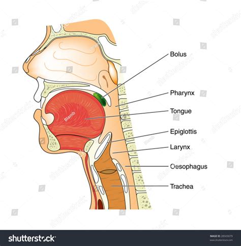 Inside Throat Anatomy at Janet Simmons blog