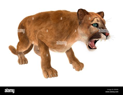 3D digital render of a big cat puma hunting isolated on white background Stock Photo - Alamy