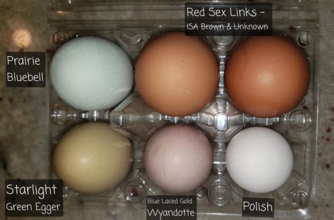 Wyandotte Chicken Eggs