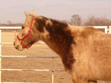 16 Best Somatic images | Horse markings, Horses, Somatic mutation