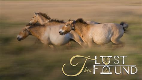 The tough journey of releasing Przewalski's horses into the wild - CGTN