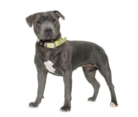 staffordshire bull terrier breed guide pitpat