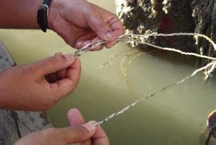 cultch installation monitoring  scientific diagram