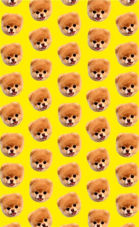 Cute Dog Wallpaper