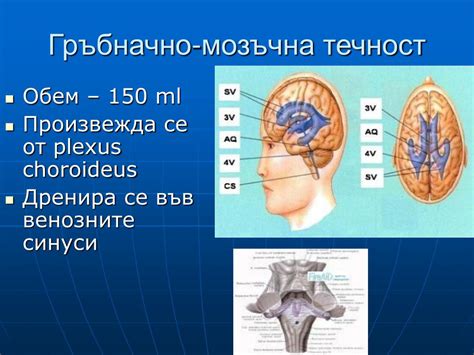 PPT - ЦЕНТРАЛНА НЕРВНА СИСТЕМА PowerPoint Presentation - ID:5196755