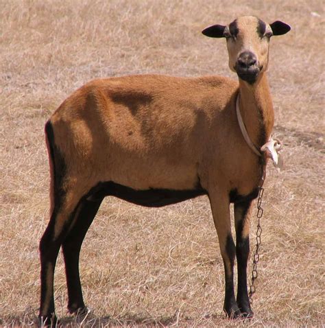 The 20 Largest Sheep Breeds in the World • New Life On A Homestead