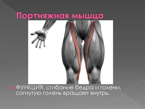 Портняжная мышца бедра: функции, расположение, иннервация и фото