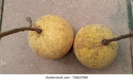 Santal Stock Photo 718627060 | Shutterstock