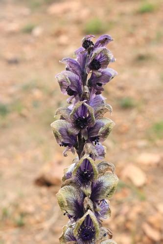 Aconitum flavum · iNaturalist