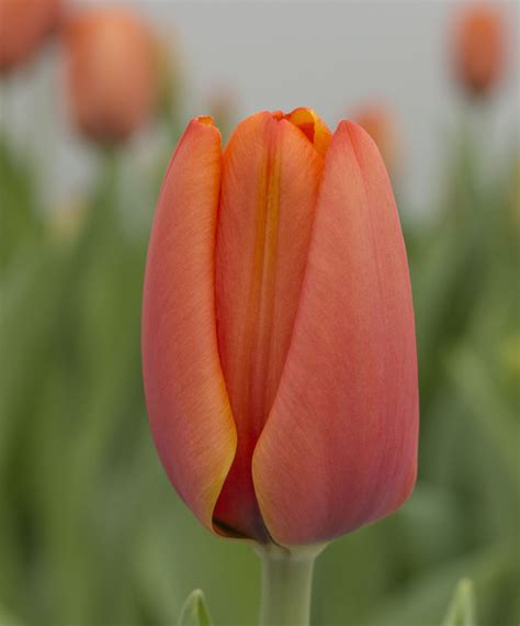 Triple A® - Tulip - Nevada