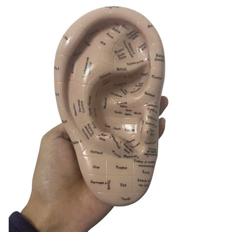 Detailed and Realistic Auriculotherapy Ear Model | Enhance Your ...