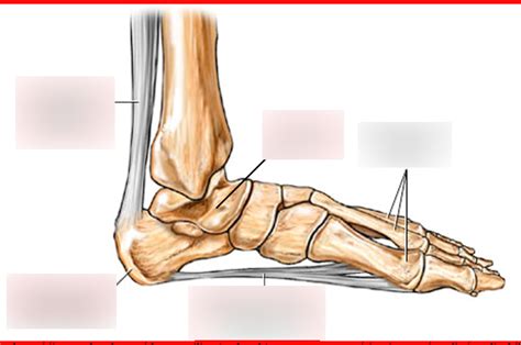 foot ligaments Diagram | Quizlet