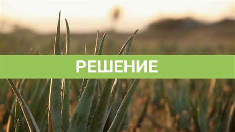 Питьевой гель Алоэ Вера Персик LR - YouTube
