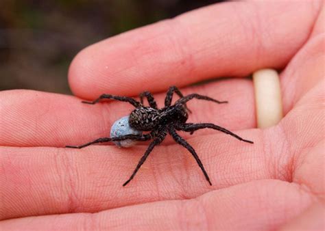 Spider Bites How I Was Bitten By A Spider | Wildlife | The Guardian