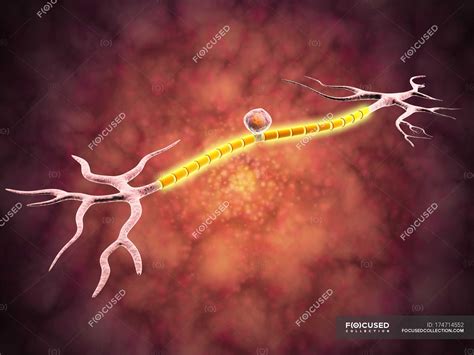 Multipolar neurons - Stock Photos, Royalty Free Images | Focused