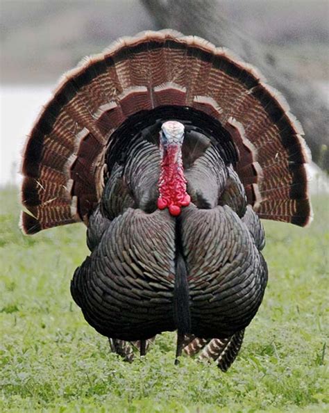 Wild Turkey - Meleagris gallopavo - NatureWorks