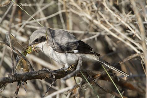 Young Loggerhead Shrike Practicing His Prey-impaling Skills – Feathered ...