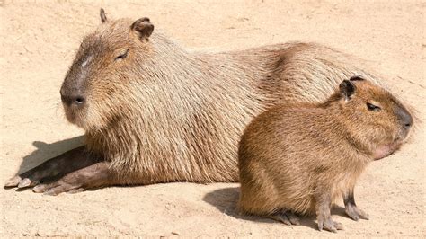 Capybara Wallpapers (43+ images inside)