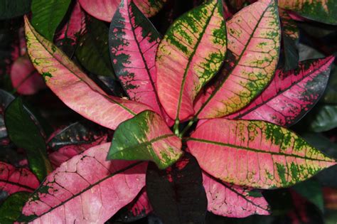Shade Loving Crotons | TropiScape.com/Palmpedia