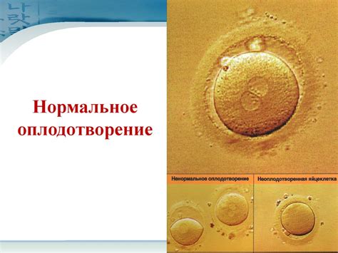 Бесплодный брак - презентация онлайн