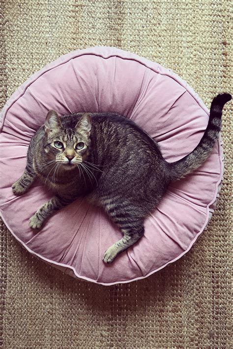 cute cats names male 3
