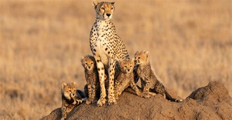 dangerous animals lurking   sahara desert   animals