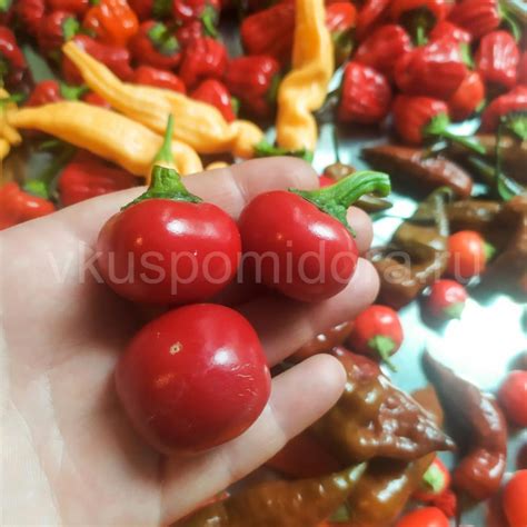 Купить семена перца острого сорта Пикантная вишня