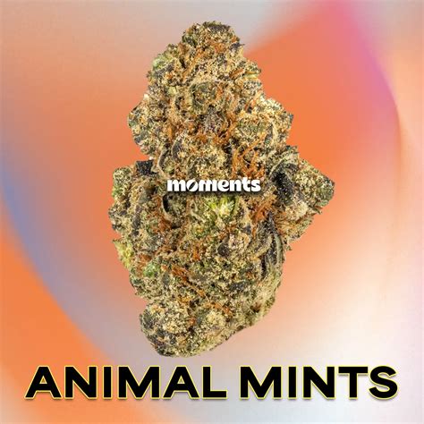 animal tree strain 8