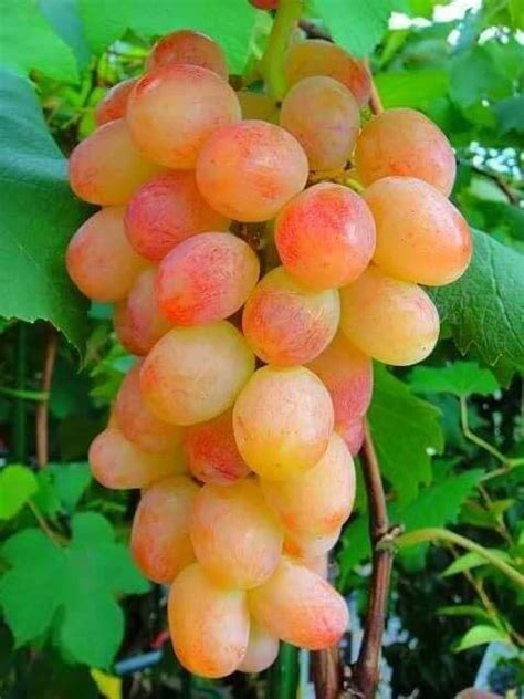 Fruits | Экзотический фрукт, Фруктовые деревья, Виноград