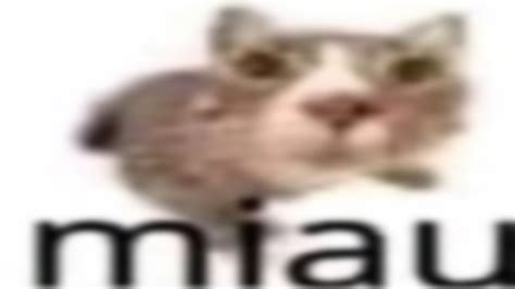 Miau Miau Miau Miau Miau Miau Miau Miau Miau - 10