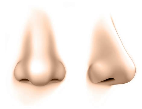 human nose isolated  white stock photo  image  nose