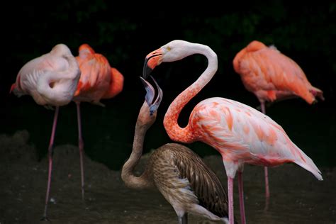 Free fotobanka : bílý, oranžový, zobák, hnědý, růžový, fauna, krmení ...
