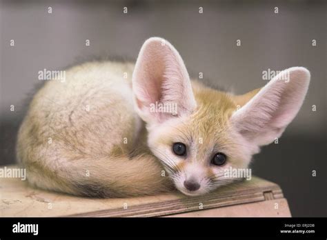 fennec stock photo alamy