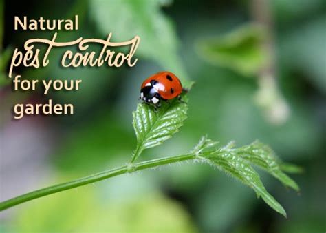 Why Use Eco-Friendly Pest Control for the Garden? - Catch-it Ltd