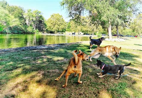 Dogs can't stop barking over Boise's newest dog park - Idaho Wild