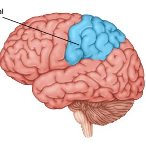 occipital lobe stroke effects rehabilitation outlook