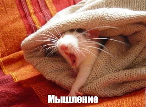 Создать мем "спящий мышонок, смешные крыски, сонная крыса" - Картинки ...