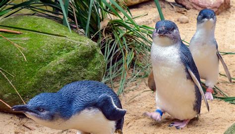 phillip island nature parks biodiversiteit hoogtepunten meer