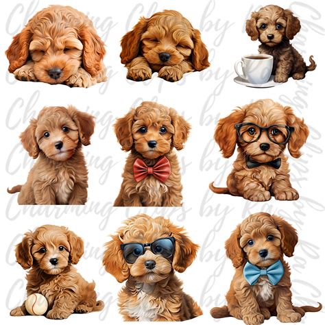 Cavapoo Clipart Dog Graphics Dogs Illustrations Dog Clipart Bundle Cute
