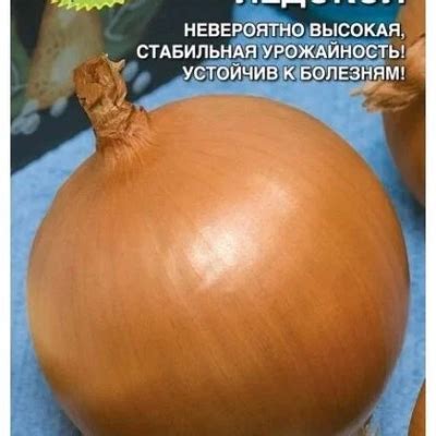 Лук Ледокол: описание и характеристики сорта, агротехника посадки и ...