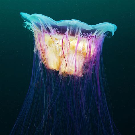 Beautiful jellyfish photography - Boing Boing