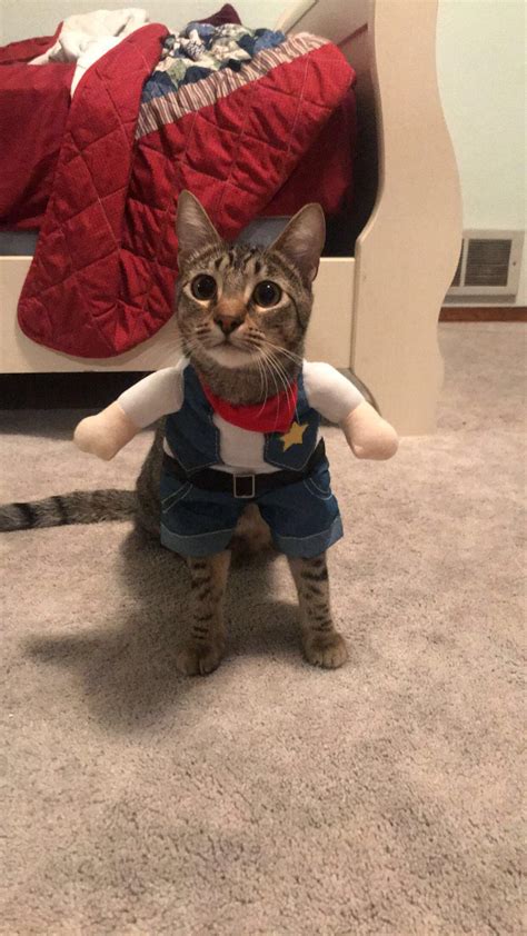 PsBattle: Cat wearing a cowboy costume : r/photoshopbattles