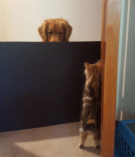 Introducing my new kitten to my Golden Retriever : r/aww
