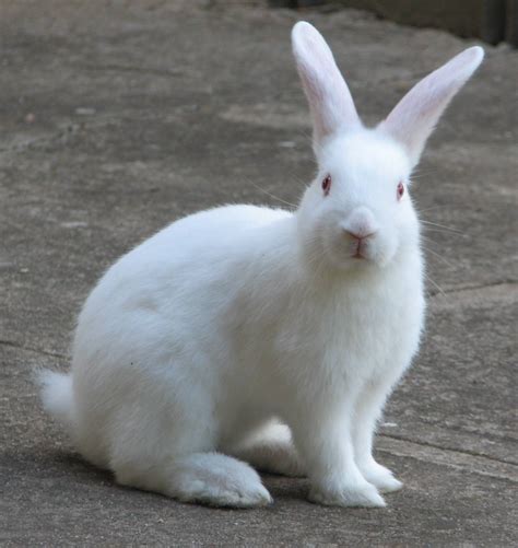 White Pet Bunny